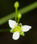 American water plantain